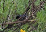 CALIFORNIA GNATCATCHER