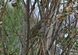 HERMIT THRUSH