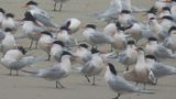 ELEGANT TERN