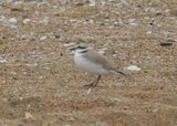 SNOWY PLOVER