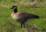 CACKLING GOOSE (Aleutian)