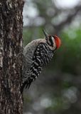 LADDER-BACKED WOODPECKER