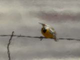 CHIHUAHUAN MEADOWLARK
