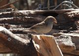 RUFOUS-WINGED SPARROW