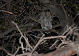 WESTERN SCREECH-OWL