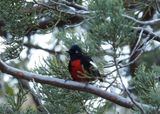 PAINTED REDSTART