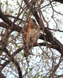 SWAINSONS HAWK