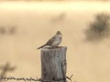 CASSINS SPARROW