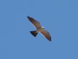 MISSISSIPPI KITE