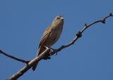 BOTTERIS SPARROW