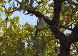 BLACK-CAPPED GNATCATCHER