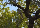 BLACK-CAPPED GNATCATCHER