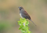 FIVE-STRIPED SPARROW