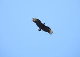 BLACK VULTURE