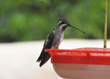 PLAIN-CAPPED STARTHROAT