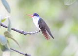 VIOLET-CROWNED HUMMINGBIRD