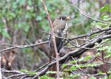 ELEGANT TROGON