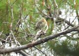 BUFF-BREASTED FLYCATCHER