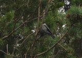 MEXICAN CHICKADEE