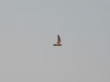LESSER NIGHTHAWK