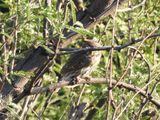 FERRUGINOUS PYGMY-OWL