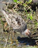 STILT SANDPIPER (alternate plumage)