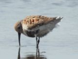 DUNLIN