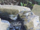 TENNESSEE WARBLER (female)