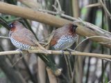 SCALY-BREASTED MUNIA