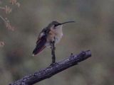 LUCIFER HUMMINGBIRD (female)
