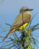 COUCHS KINGBIRD