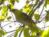 WESTERN TANAGER