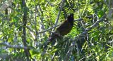 CRIMSON-COLLARED GROSBEAK (female)