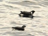 ANCIENT MURRELET