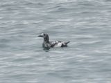 BLACK GUILLEMOT