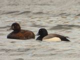 GREATER SCAUP (pair)