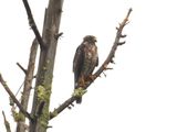 BROAD-WINGED HAWK