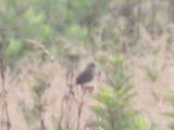 HENSLOWS SPARROW