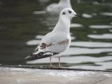 BONAPARTES GULL