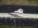 LITTLE GULL (immature)