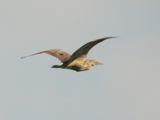 AMERICAN BITTERN