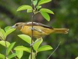 BALTIMORE ORIOLE (female)