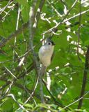 TUFTED TITMOUSE