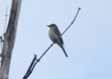 ALDER FLYCATCHER