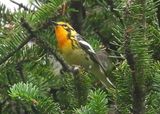BLACKBURNIAN WARBLER