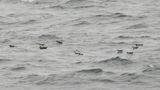 MANX SHEARWATER