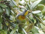 NORTHERN PARULA