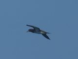 BROWN BOOBY (Atlantic)
