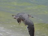 GRAY GULL (subadult)