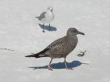 HERRING GULL (American, juv)